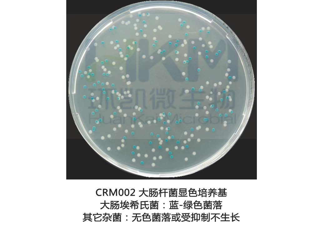 大腸桿菌顯色培養基生物圖冊