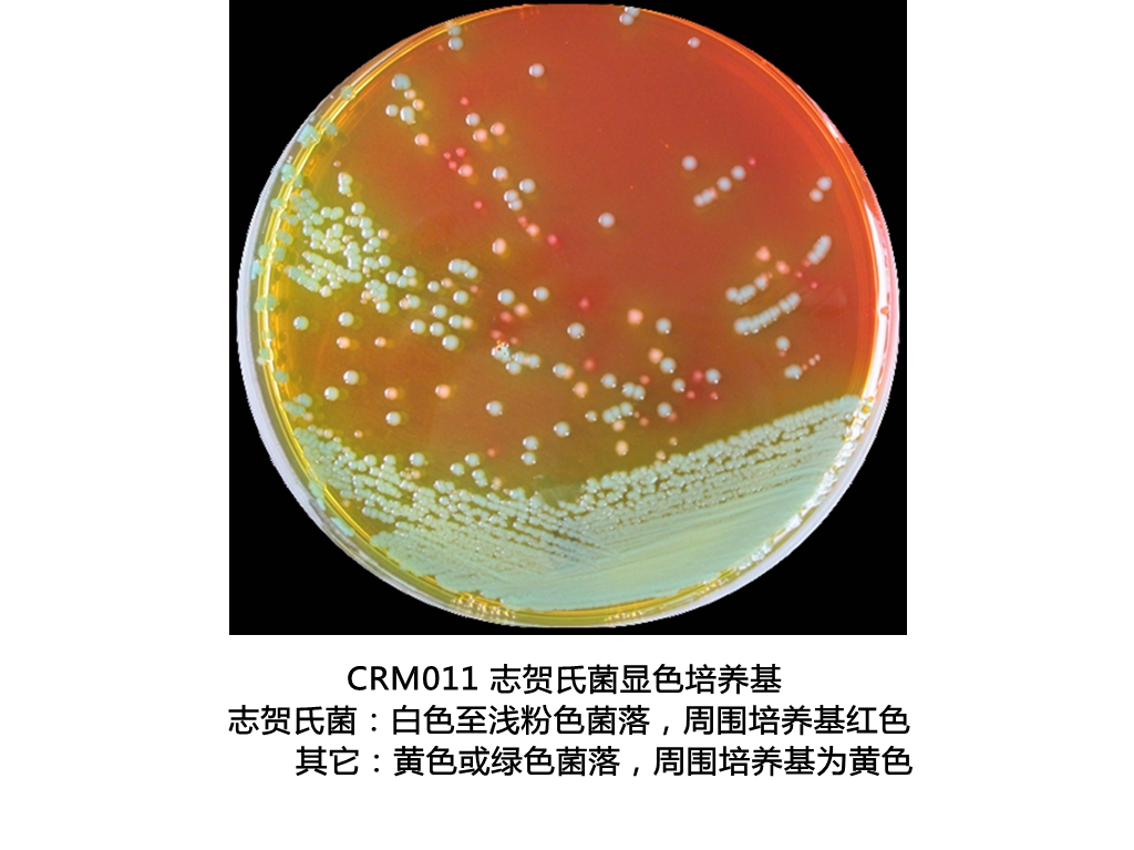 志賀氏菌顯色培養基生物圖冊