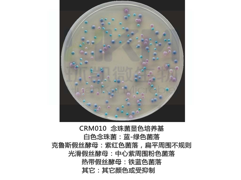 念珠菌顯色培養基生物圖冊