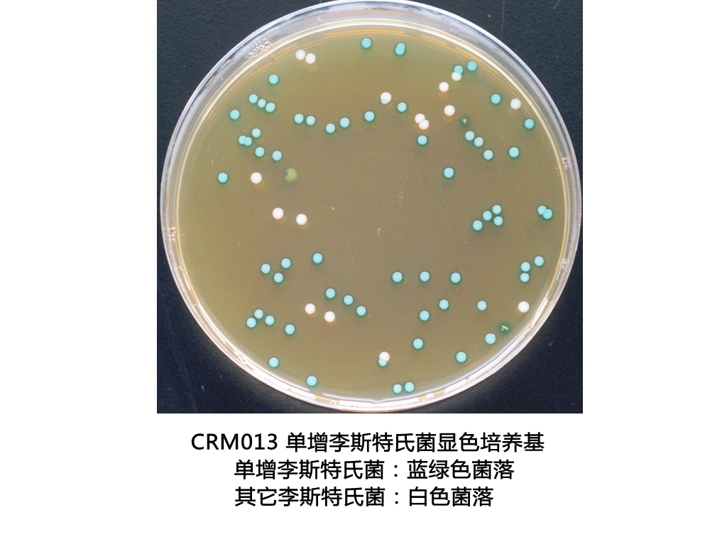 單增李斯特氏菌顯色培養基生物圖冊