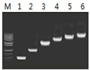 50μl 擴(kuò)增體系中，以 5ng λDNA 為模板，對(duì) 500bp~6.0kb 的擴(kuò)增結(jié)果