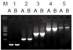 使用普通（A組）及含染料（B組）的2×Taq Master Mix配制的50μl擴增體系，以5ng λDNA為模板， 對500bp～6.0kb片段的擴增結果