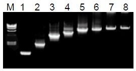 50μL 擴(kuò)增體系中，λDNA 為模板，擴(kuò)增 1kb~20kb 片段。