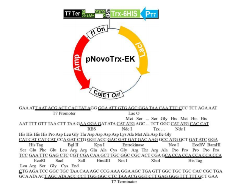 pTrx-EK 結構圖