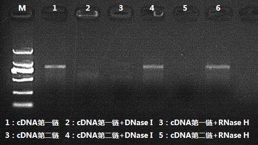 cDNA 第二鏈合成產物酶切驗證