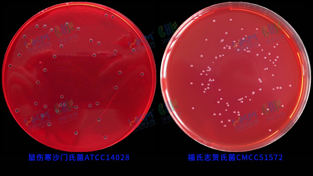 029999 XLD瓊脂培養基(GB沙門) 鼠傷寒沙門氏菌ATCC14028 及 福氏志賀氏菌CMCC(B)51572 反應特征